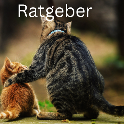 Fahrrad Beratung bei Bike Reiter Fahrrad Ratgeber